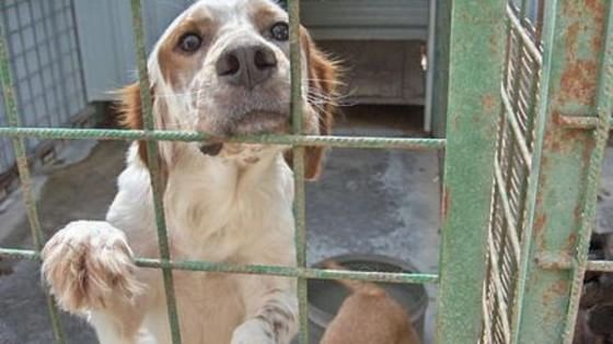 Pordenone: canile denunciato per truffa a 58 comuni “nessun commento dagli animalari”?