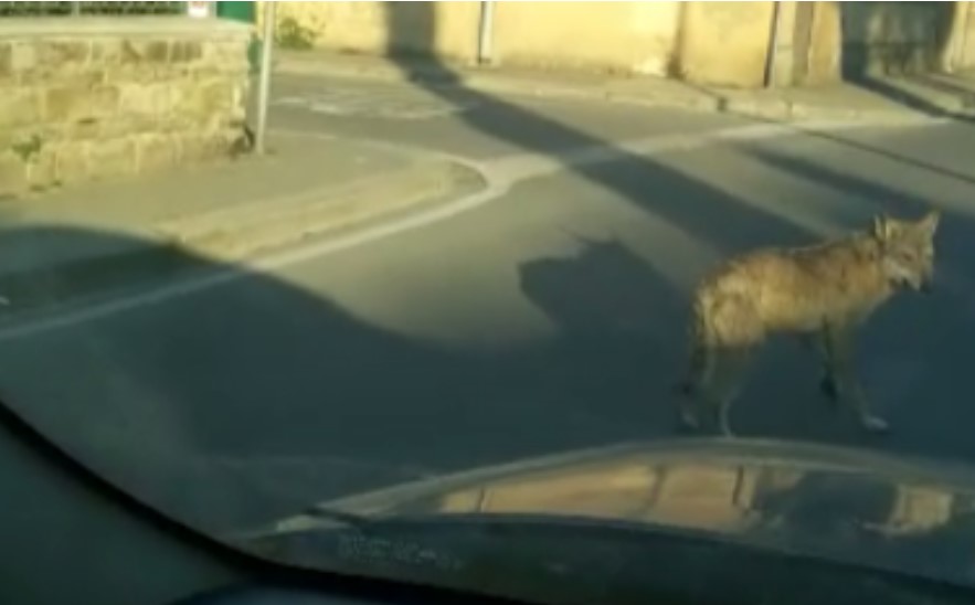 Un lupo in giro per Sesto Fiorentino