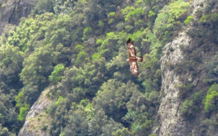 In Aspromonte “censita” la 5ª coppia territoriale di aquila reale