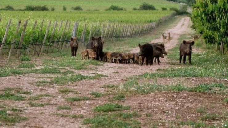 Cinghiali_lupi_Siena-2-e1531301574867 Le associazioni venatorie calabresi contrarie ai divieti di caccia nei pressi dei laghi La Vota