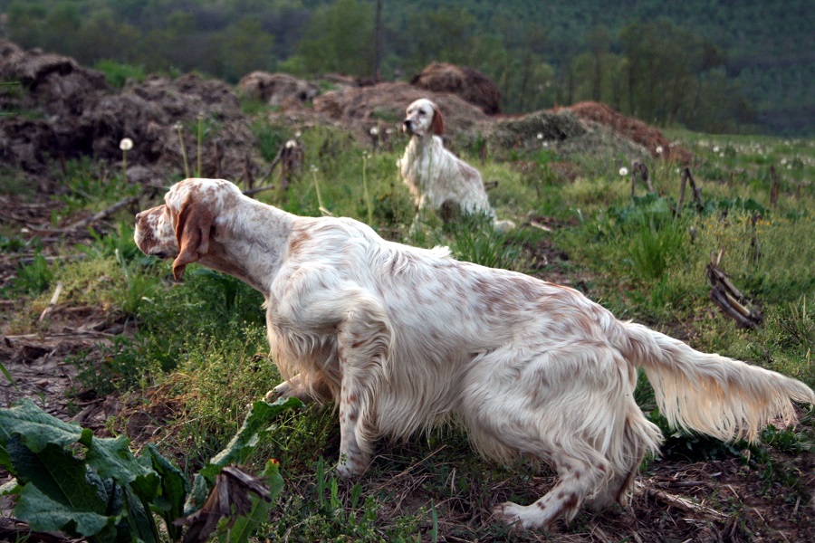 Liguria autorizza addestramento cani