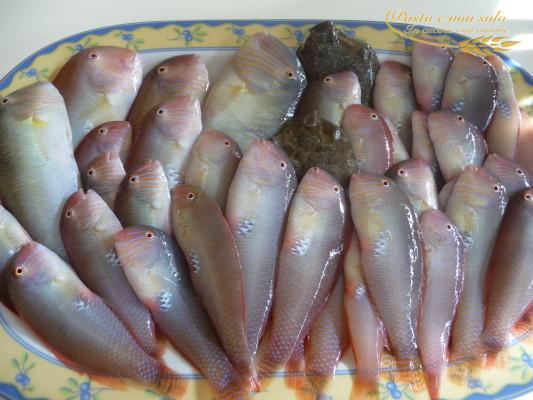 Frittura di surici o pesce pettine