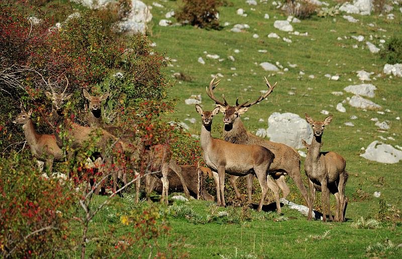 Sorico: Invasione di cervi la rabbia degli agricoltori troppi danni