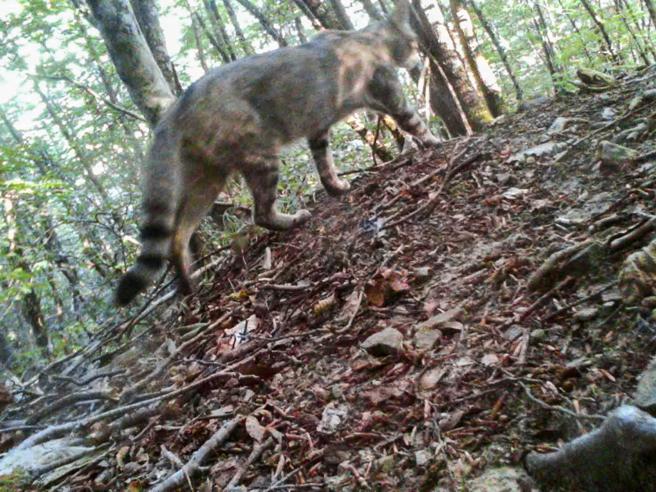 Felis, il primo documentario sul gatto selvatico in Liguria