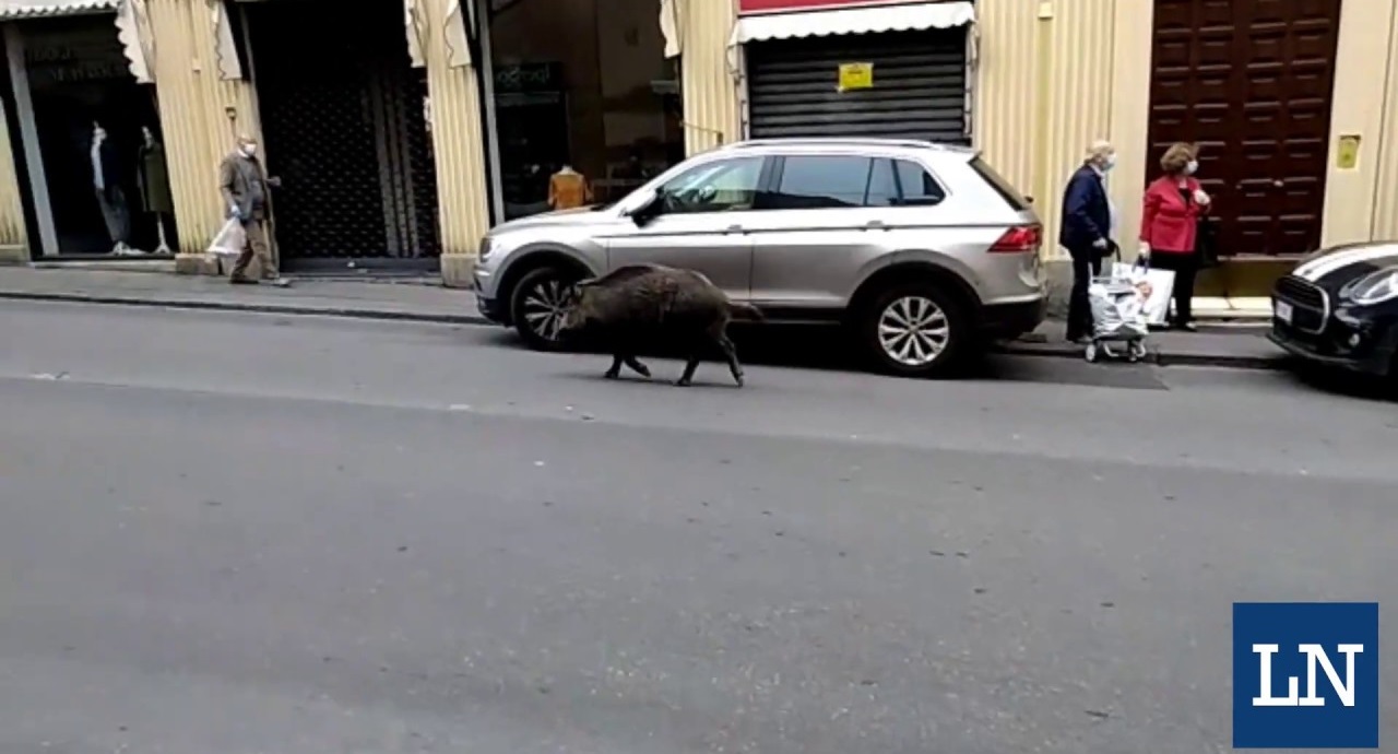 Liguria: Assessore Mai a Bellanova anche emergenza animali selvatici, occorre aiuto cacciatori