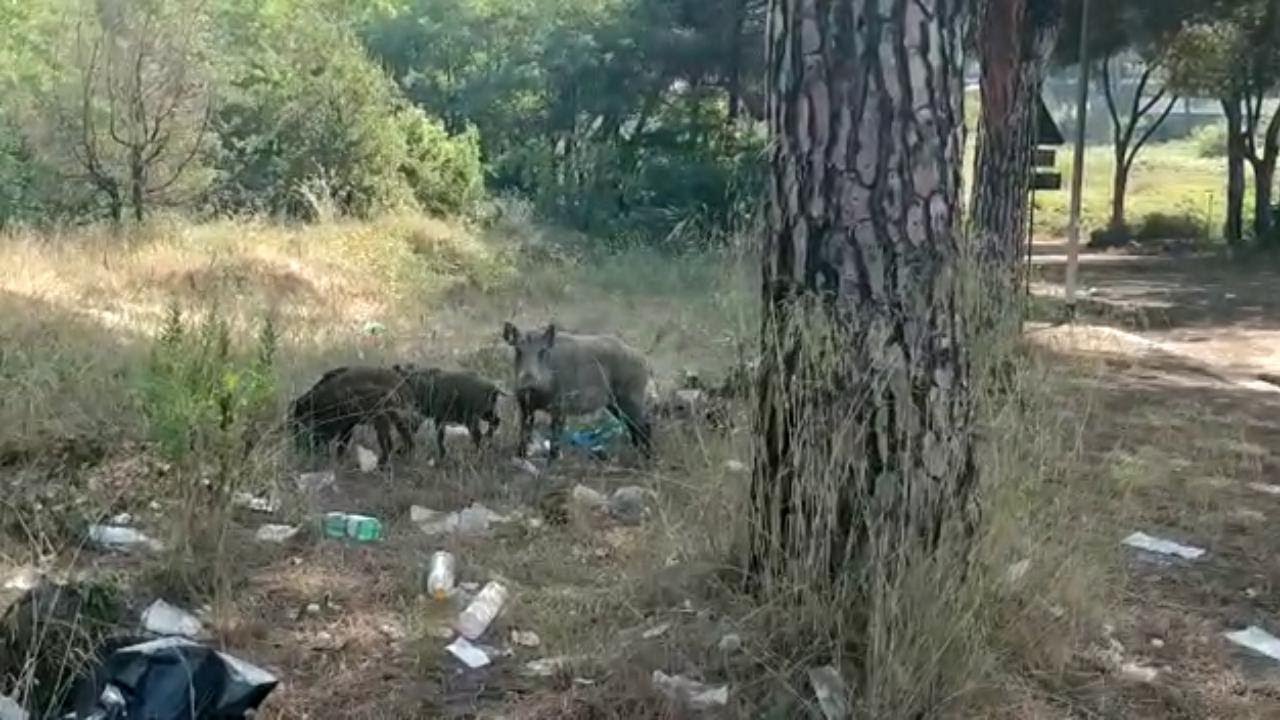 Allarme cinghiali: con l’uomo in quarantena, si riprendono l’ambiente