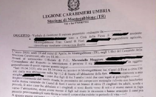 Famiglia con figli piccoli attaccata da un branco di cinghiali