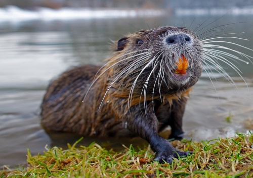 Mantova: L’emergenza Coronavirus agevola l’avanzata delle nutrie