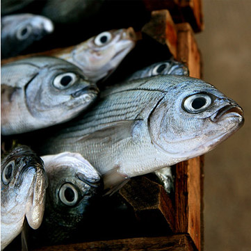 È la stagione giusta per portare in tavola il pesce azzurro