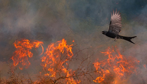 Il rischio di incendio boschivo