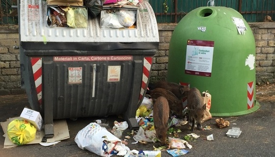 Roma: niente oasi per ungulati