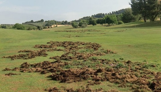 ”Un intervento urgente e massiccio dei cacciatori contro il proliferare dei cinghiali”