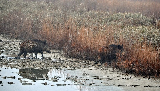 ATC Taranto: ulteriore proroga iscrizione squadre per la caccia al cinghiale