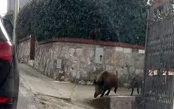 Cinghiali in branco a Corso Francia a Roma