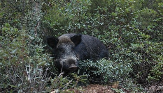 Danni da cinghiale: il Chiese esasperato batte cassa in Provincia