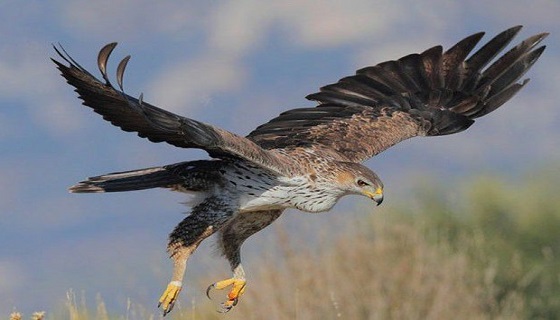 Linee elettriche in Sardegna uccidono un’altra aquila di Bonelli