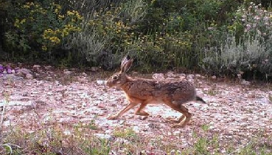 A Pianosa lepre blu, animale altri tempi