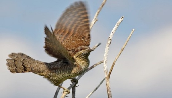 Torcicollo – Jynx torquilla L.