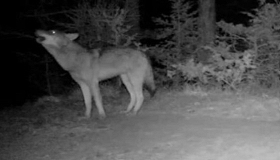 Valle Albano, tre lupi a caccia di cinghiali L’assalto ripreso dalle “fototrappole”