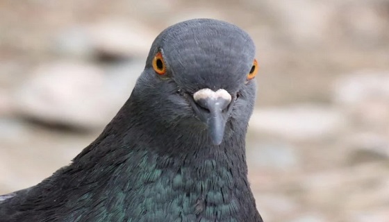 Boves, condannato il cacciatore che sparò a un piccione in piazza