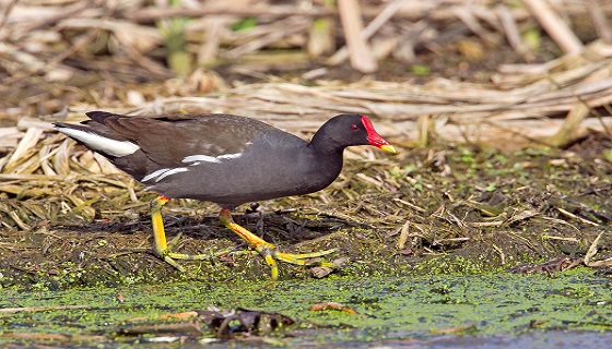 La Gallinella d’acqua