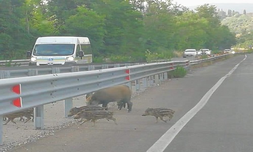 Soriano nel Cimino, cinghiali nella notte sulla superstrada auto non riesce a evitarli, un ferito