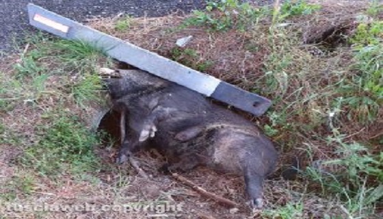 “Scontro auto-cinghiale, la carcassa è ancora lì dopo quattro giorni”