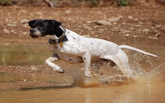 Marche: è consentito l’allenamento e addestramento cani