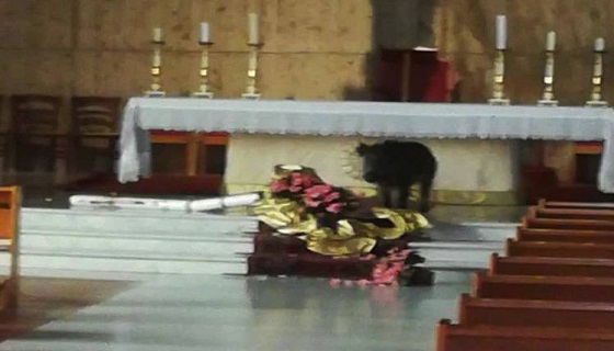 Molassana, cinghiale ‘devoto’ entra in chiesa e divora gli ornamenti floreali