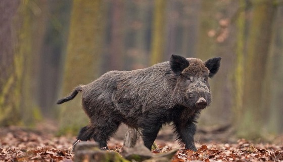 Umbria: Caccia al cinghiale dal 18 ottobre