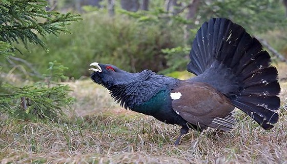 Colpì e uccise un gallo cedrone con le racchette da sci…