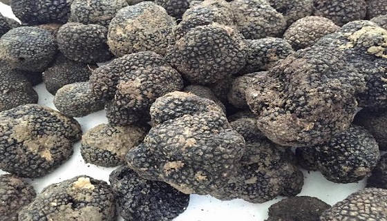 Tartufo nero in Molise, ottimismo ma pericolo cinghiali