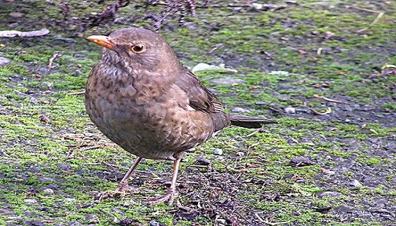 Gli animali “sentono” il tempo?