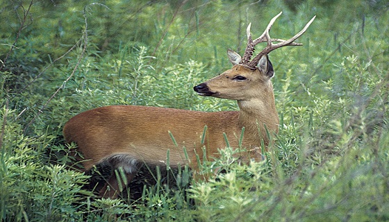 Umbria: slitta la caccia di selezione