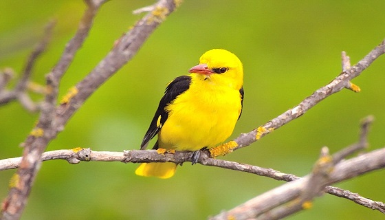 In Inglese il Rigogolo è chiamato Eurasian Golden Oriole o semplicemente Golden Oriole.