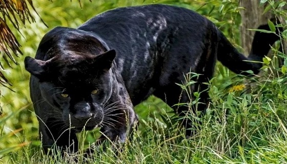 Caccia alla pantera, avvistato grosso felino a Sant’Angelo a Scala