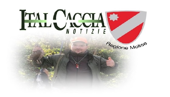 Molise: Caccia di notte, Italcaccia boccia Imprudente: «Atto illegittimo, in contrasto con la legge 157»