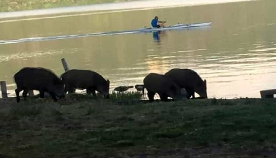 Castelli Romani c’è un branco sulle sponde del lago Albano