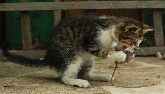 Umbria: Animali, arriva il garante comunale, i compiti