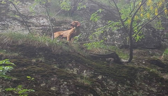 Salvati erano intrappolati su una cengia rocciosa sulle montagne di Quincinetto