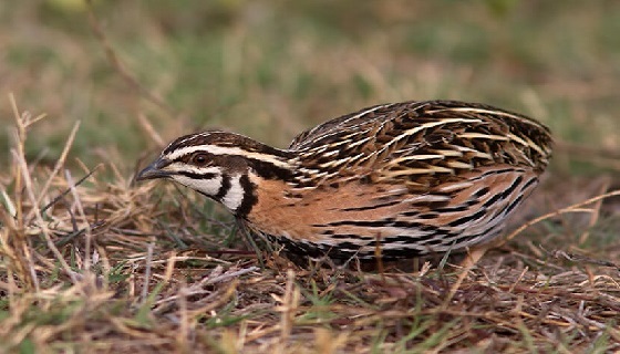 La quaglia comune (Coturnix coturnix)