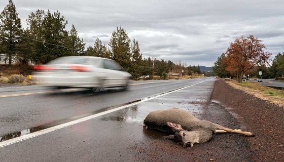 200 milioni di animali uccisi sulle strade in Europa