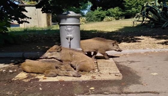 Roma, cinghiali si rinfrescano ai piedi di un “nasone”