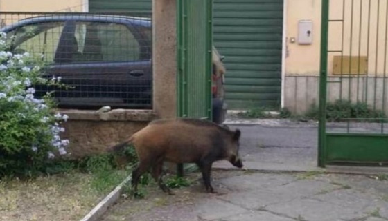 Viterbo: Cinghiali alla conquista dei Cappuccini, in via Piave entrano nei condomini. Ironia sui Social