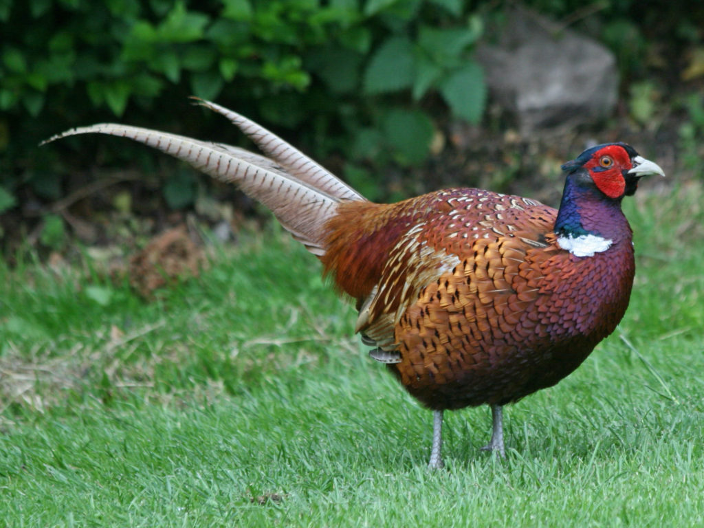 Common_Pheasant_RWD2-1024x768 Novara: La protesta di Italcaccia “Fa troppo caldo e liberare ora i fagiani significa ucciderli”