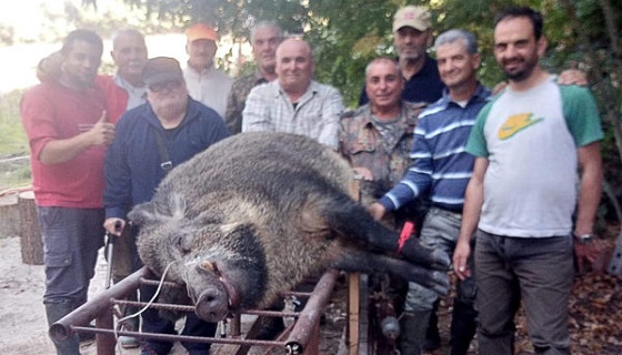 Molise: Caccia al cinghiale squadre da minimo trenta persone, insorgono le associazioni venatorie