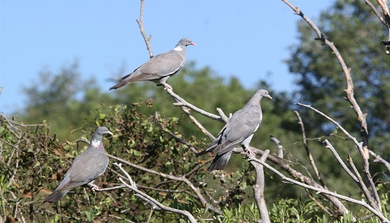 Colombaccio (Columba palumbus)