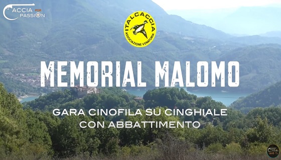 ItalCaccia 2020: Memorial Malomo gara cinofila su cinghiale con abbattimento