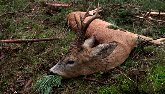 Cacciatore uccide il capriolo ma a mangiarselo è l’orso