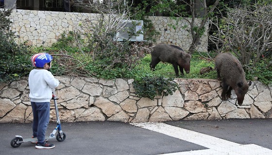 “Città invase di animali selvatici”. Ma gli animalisti vogliono abolire la caccia